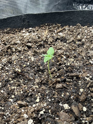 Gorilla Cookies 2nd Try — seedling_rooting, day 11