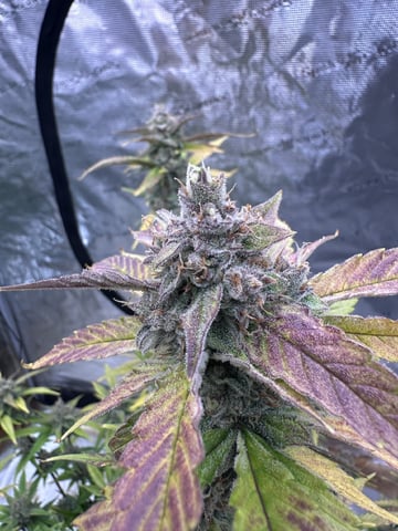 Bannana Jelousy x Guava Auto — harvest, day 97
