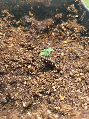 Buddy — seedling_rooting, day 1