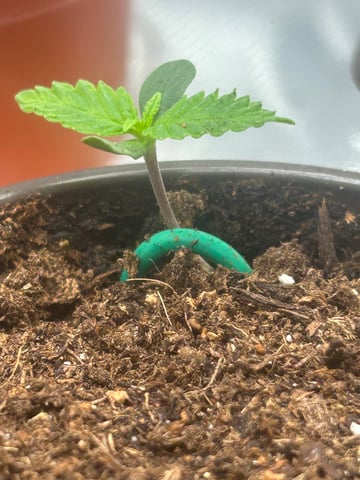 2025-26 harvest INDOOR — seedling_rooting, day 38