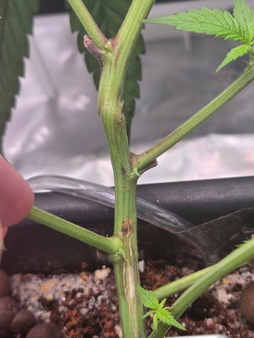Funk Mountain 2 — flower, day 21