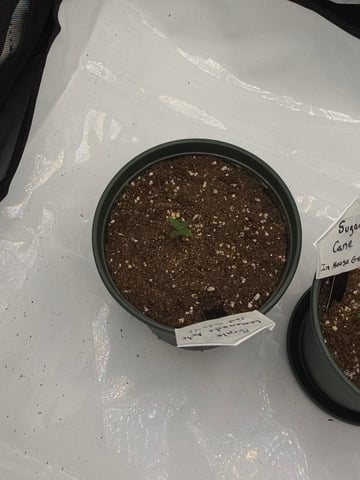 Fast Buds - Purp Lemonade — germination, day 7