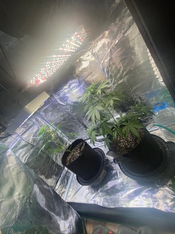 indoor 2 — vegetative, day 40