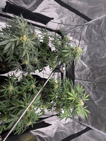 2026 harvest  — flower, day 25