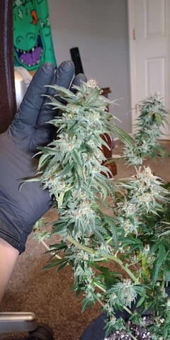 All Aboard!!! — harvest, day 133