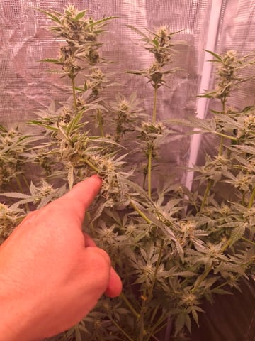 lil babies  — flower, day 54