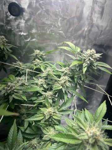 CANDYLAND — flower, day 145