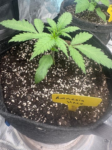  Amnesia Haze — vegetative, day 4