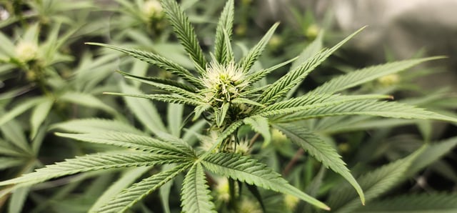 First clones (Dr nefario)  — flower, day 45