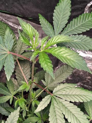 S&D  First Grow — vegetative, day 6