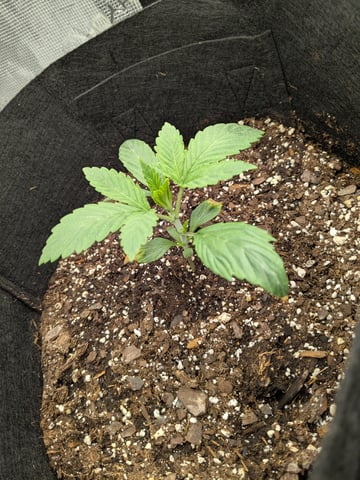 first grow — seedling_rooting, day 10