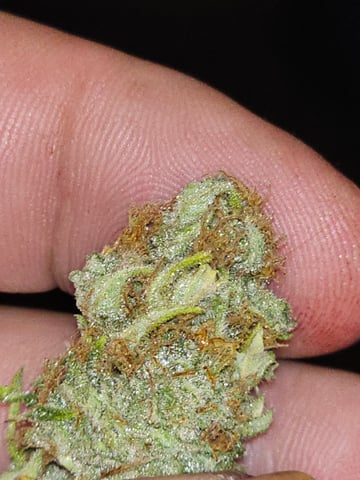blackberry kush 