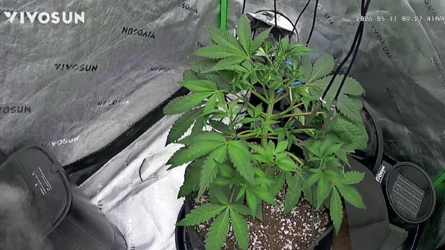 Comet Candy (Auto) 2026- 02 — vegetative, day 36