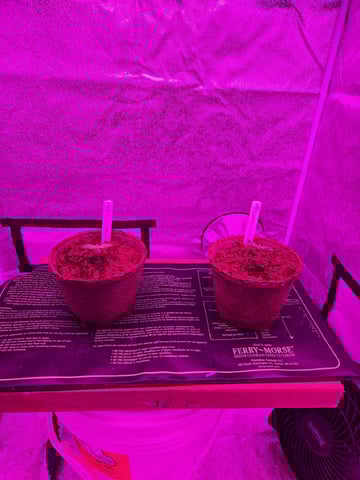 1st Ever Grow — seedling_rooting, day 12