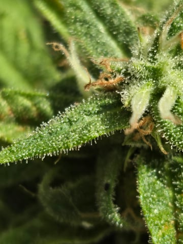 cherry pie  — flower, day 84