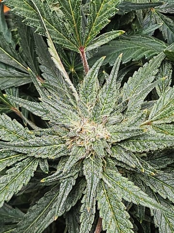 Mango Runtz — flower, day 72