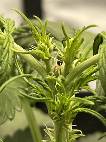 3x3 Grow — flower, day 1
