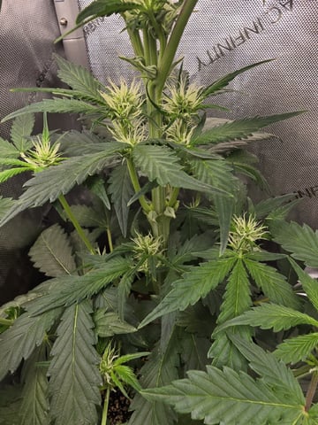 Coco Grow — vegetative, day 35
