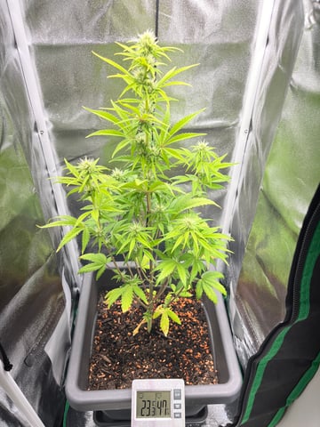 test 1 vanilla gelato — flower, day 35