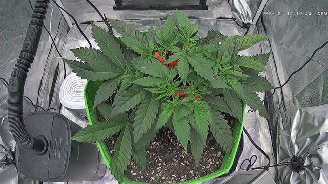 FastBuds Photo-Lemon Mandarin  — vegetative, day 40