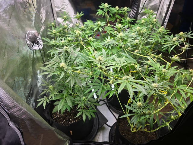 Purple Haze  — flower, day 77