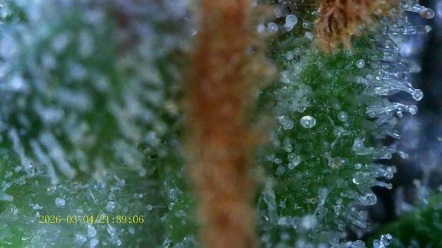 1st Auto Grow (LSD + BrB) - 1st indoor Grow — flower, day 75