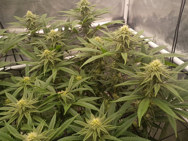 FastBuds Photo-Lemon Mandarin  — flower, day 109