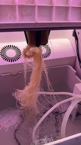 Northern Lights  — flower, day 36