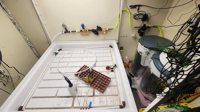 DNA Genetics Kosher Cookies rockwool run round 2 — grow_setup, day 1