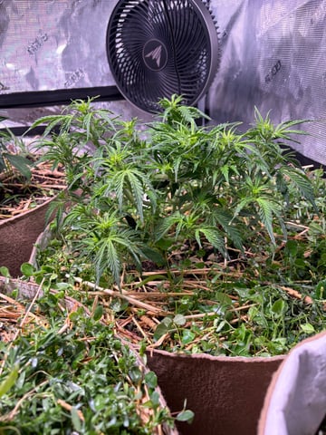 Round 1.5 — flower, day 45