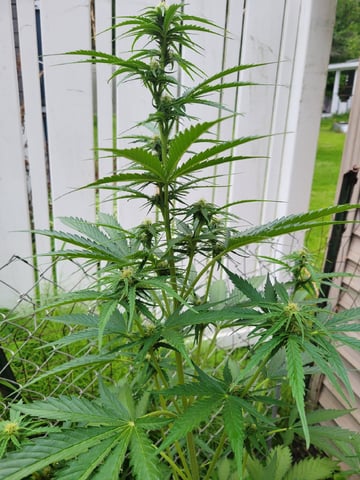 Watermelon Auto — flower, day 51