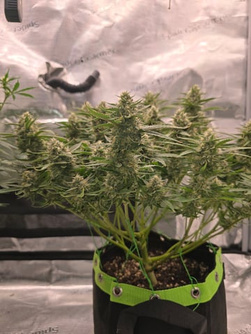 blue dream auto — flower, day 58