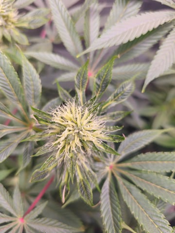 first grow — flower, day 85