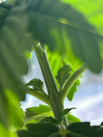 Stardust OG  — vegetative, day 16