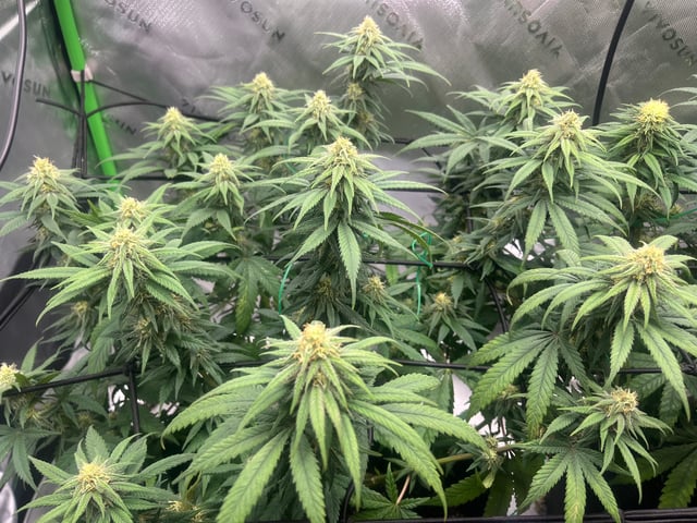 Blue Dream Photos — flower, day 79