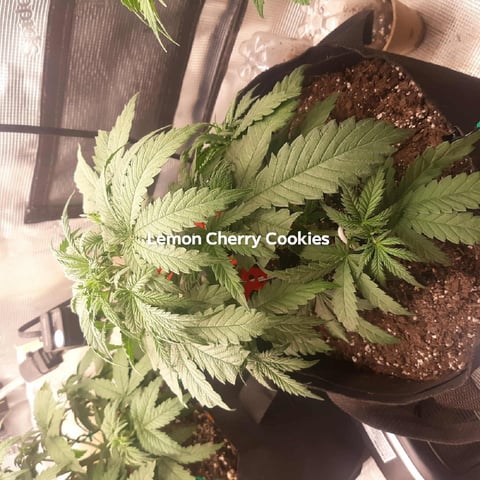 Moving On — vegetative, day 9