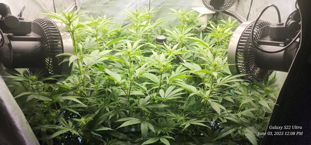 Foundational Legend — flower, day 140