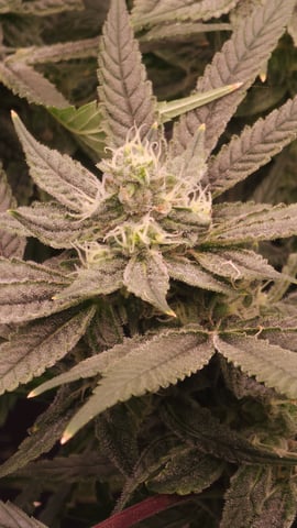 3rd run, 8 plant mom hunt - indoor top fed DTW with rockwool — flower, day 139