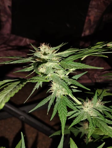 first time  — flower, day 23