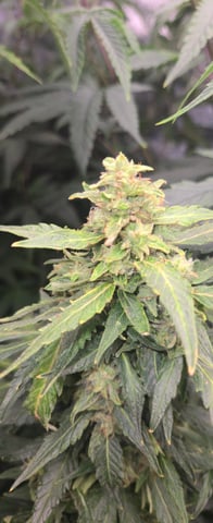 DeathStar, Grease Monkey, Goat Latto, Northern Lights — flower, day 97