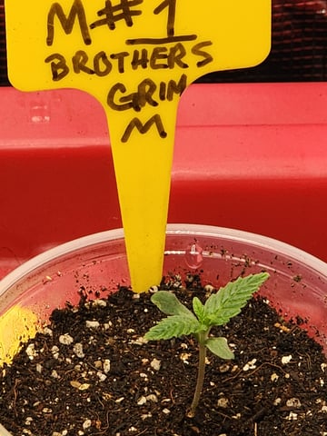 HE1E we GROW  — seedling_rooting, day 29