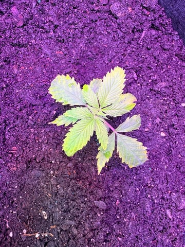 mixing it up — none, day 2