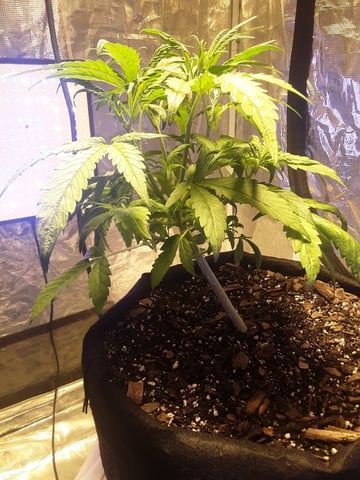 Gorilla Cookies Auto