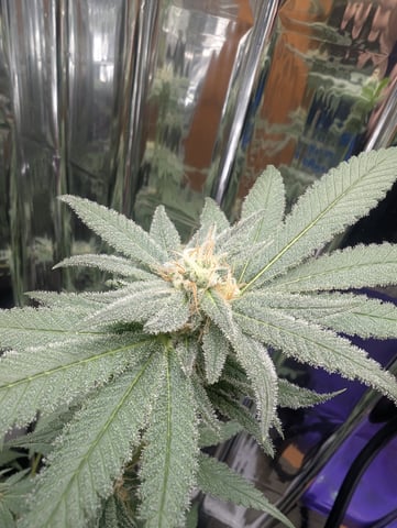 B E A utiful  — flower, day 103