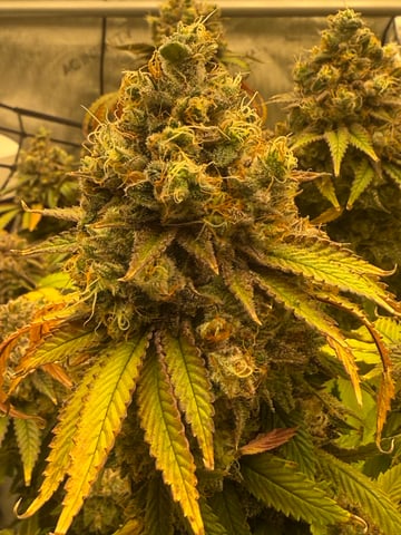 tropickle — harvest, day 115