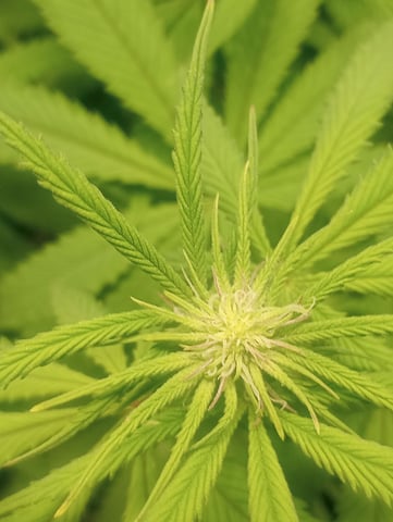 cheddar cheese  — flower, day 72