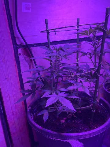 Queen B  — flower, day 56