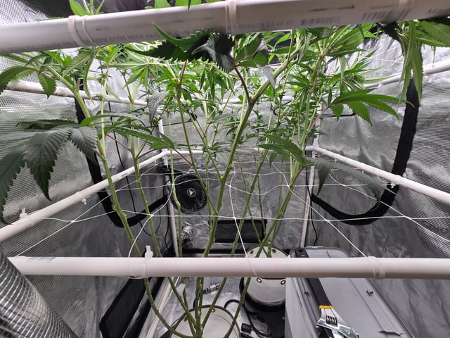 Grow 3 — flower, day 19