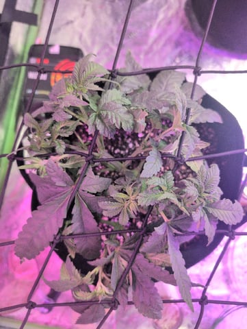 2025-26 — vegetative, day 30