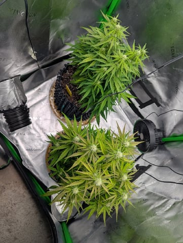 Titan F1 grow  — flower, day 53